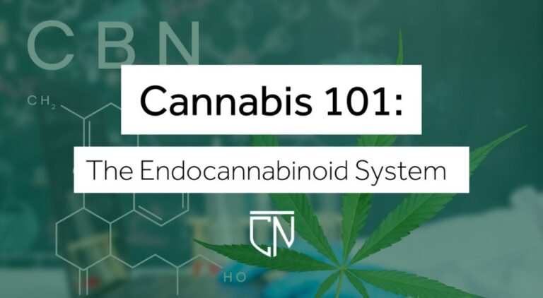 Cannabis 101: The Endocannabinoid System